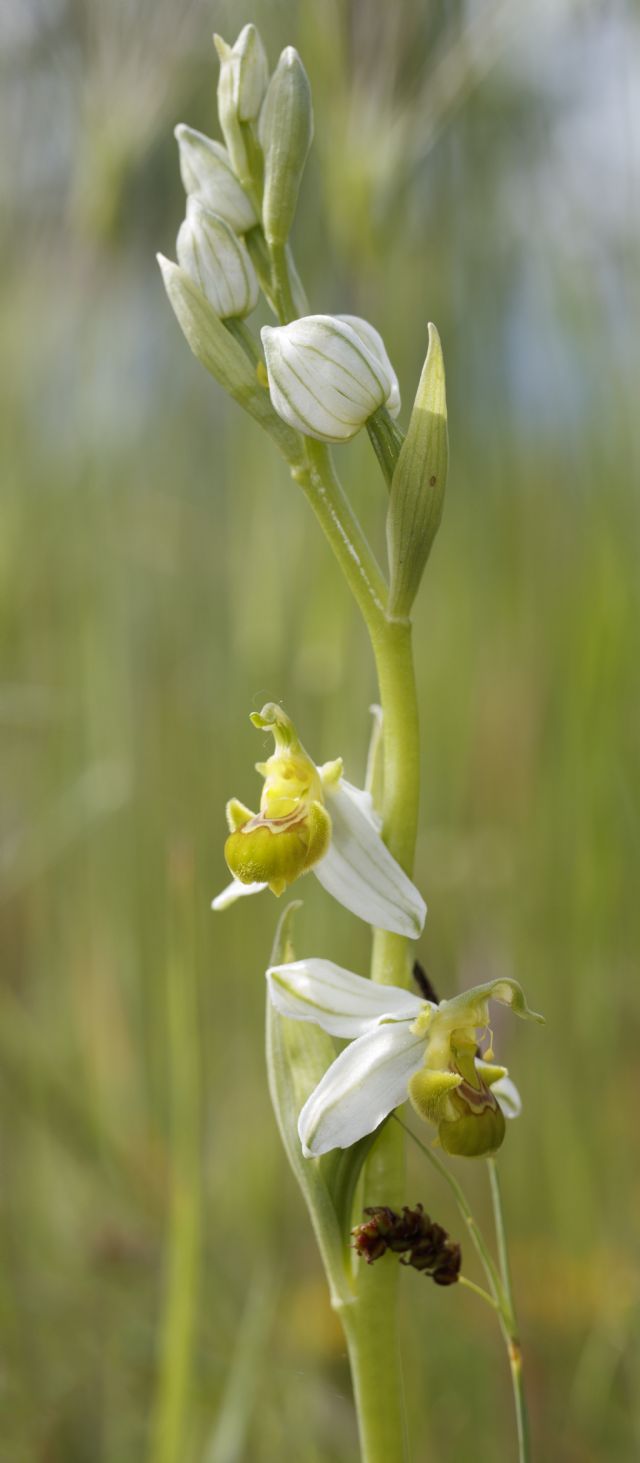 Serapias parviflora e ibridi (Mugello)